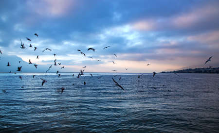 View on beautiful sunset in pink colors with a flock of seagulls in the foreground on Geneva Lake in Montreux, Switzerlandの写真素材