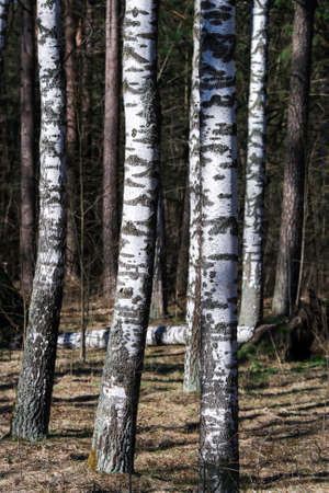 Beautiful and slender birches in the forests of Latvia. White bark texture.の写真素材