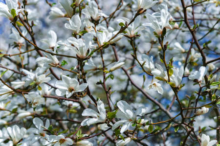 Branches with blooming Magnolia stellata Royal Star or Star Magnolia against the blue sky. Spring season, sweet fragrance.の写真素材
