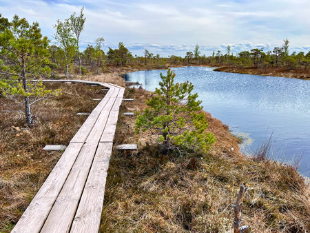 Kemeri national park, Latvia, Northern Europe: Peaceful nature of Kemeri Great swamp with small tiny...