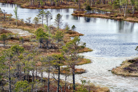 Kemeri national park, Latvia, Northern Europe: Peaceful nature of Kemeri Great swamp with small tiny...