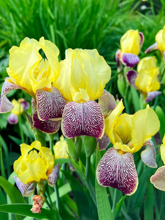 Close up view of a group of yellow and purple bearded iris flowers during blooming on a green...