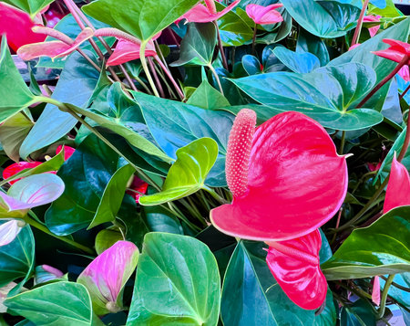 Red calla lily flower, dark green leaves. Elegant maroon floral blossom. Exotic tropical jungle...