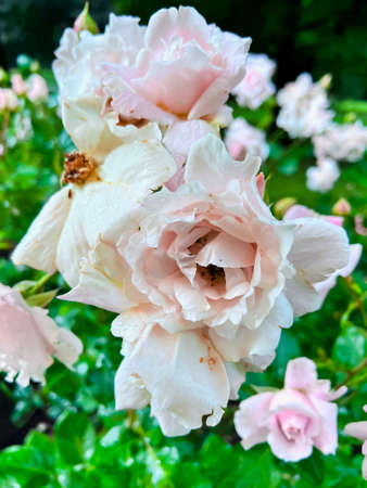 Fading white wild rose with yellow stamens after rain closeup. Fading flowers.の写真素材