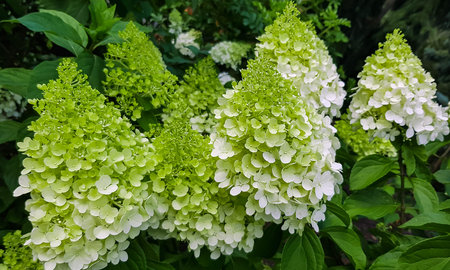 Big bush with blossoming white and green hydrangea flowers in summer garden. Commonly known as smooth hydrangea. beautiful flower garden.の写真素材