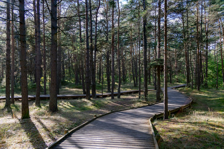 Wooden paths for hiking through the coniferous forest leading to the Baltic Sea in Riga, Latvia. The concept of caring for natureの写真素材