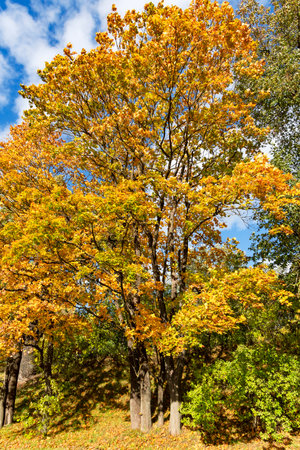 Beautiful autumn park with fall color foliage bright autumn day in Riga. Latvia. Autumn landscape, autumn postcard. Natural beauty in nature.の写真素材