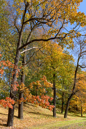 Beautiful autumn park with fall color foliage bright autumn day in Riga. Latvia. Autumn landscape, autumn postcard. Natural beauty in nature.の写真素材