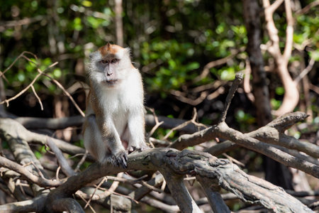 Wild long tailed Macaque sit on the roots of mangrove trees on the river in Kilim Geoforest national park, Langkawi, Malaysia.の写真素材