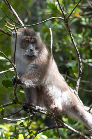 Portrait of a Barbary Macaque on a treeの写真素材