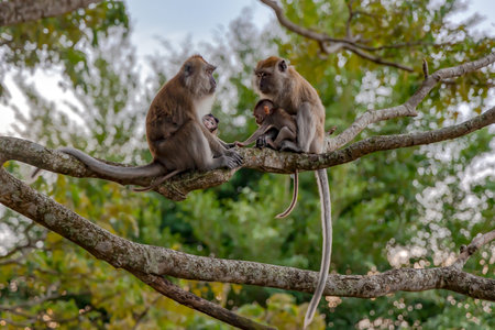 Two wild long tailed Macaque with a cute little baby sitting on a tree branch on Bukit Melawati or...