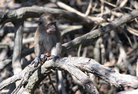Baby Wild long tailed Macaque sits on the branches of a mangrove tree on the river in Kilim Geoforest national park, Langkawi, Malaysia.の写真素材