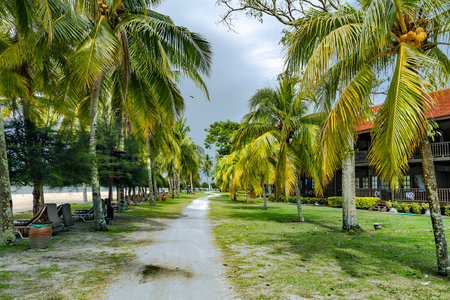 Tall palm trees and sun loungers on tropical Chenang beach on Langkawi island, Malaysia. Natural landscape of a tropical beach.の写真素材