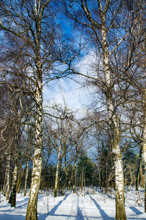 Winter birch grove. A layer of snow on the branches of bare trees against the blue sky in Riga, Latvia. Cold winter weather.の写真素材