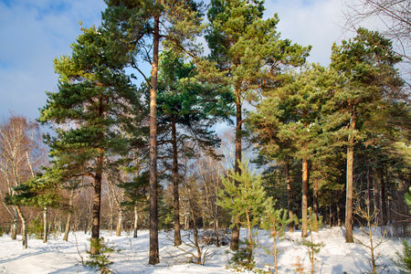 Beautiful coniferous forest on a winter sunny day in Riga, Latvia. Cold winter weather.の写真素材