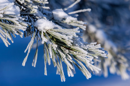 Snow-covered pine trees branches covered with snow frost. Perfect wintry wallpapers magical nature photography.の写真素材