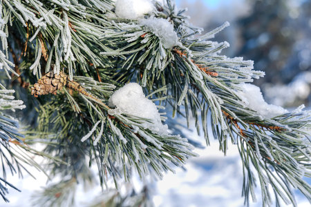 Snow-covered pine trees branches covered with snow frost. Perfect wintry wallpapers magical nature photography.の写真素材