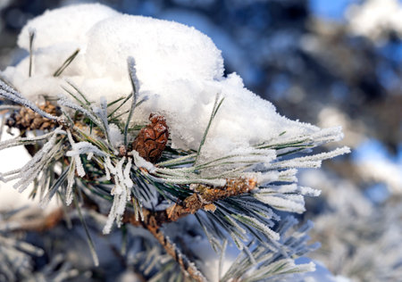 Snow-covered pine trees branches covered with snow frost. Perfect wintry wallpapers magical nature photography.の写真素材