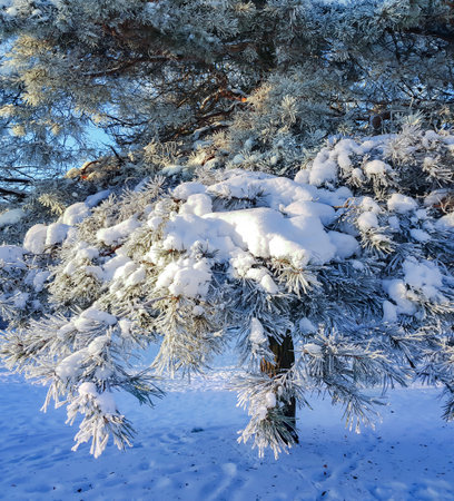 Snow-covered pine trees branches covered with snow frost. Perfect wintry wallpapers magical nature photography.の写真素材