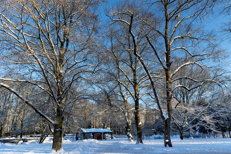 A layer of snow on the branches of bare trees in city park in winter sunny day, Riga, Latvia. Cold winter weather.の写真素材