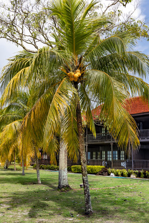 Green coconut palm tree with tropical fruit on plant. Coconuts hang among lush foliage in Langkawi island, Malaysia.の写真素材