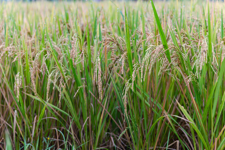 Mature paddy rice in the morning dew in a mountains of the island of Bali, Indonesia. Rice is the main food of Asian.の写真素材