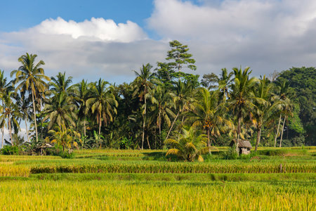 Rice terrace fields in a sunny day with tall coconut palms along the edge of the field at Ubud, Bali, Indonesia. Harvest agriculture planting cultivation golden green rice terracesの写真素材