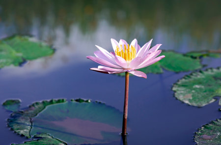 A pink lotus flower Nelumbo nucifera against the background of green leaves on the lake. Lotus on the lake in natural environment.の写真素材