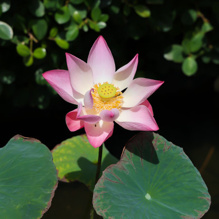 A pink lotus flower Nelumbo nucifera against the background of green leaves on the lake. Lotus on the lake in natural environment.の写真素材