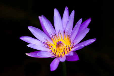 A violet or purple lotus flower Nymphaea Pink Sensation on a black background. Lotus on the lake in natural environment.の写真素材