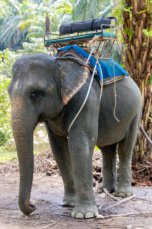 Friendly asian elephants (Elephas maximus) with a basket for tourists on the back in Thailand, South-East Asia. Natural habitat of Thai elephant is in tropical forests.の写真素材