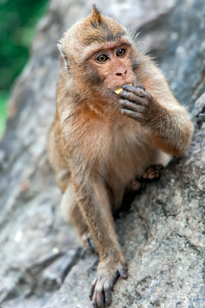 Long-tailed Macaque (Macaca fascicularis), Thailandの写真素材