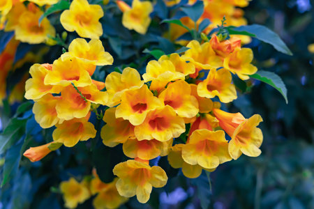 Beautiful yellow flowers in the garden. Colorful flowers background.の写真素材