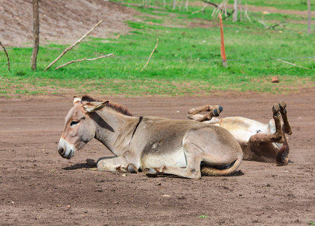 One young gray donkey lies on the road and the second is twirls in road dust in Tanzania, Africaの写真素材