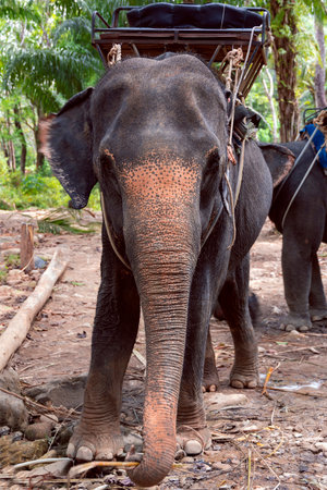Friendly asian elephants (Elephas maximus) with a basket for tourists on the back in Thailand, South-East Asia. Natural habitat of Thai elephant is in tropical forests.の写真素材