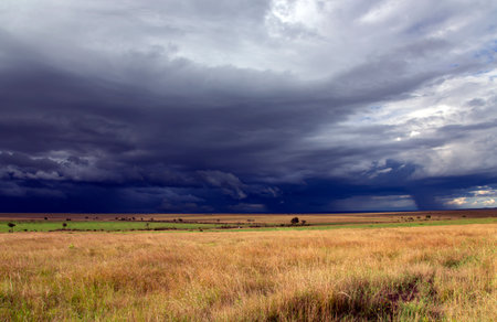 Stormy clouds with rain shower over the savannah in the wet season at Masai Mara, Kenya, Africaの写真素材
