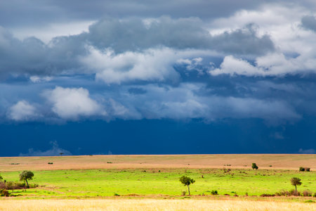 Stormy clouds with rain shower over the savannah in the wet season at Masai Mara, Kenya, Africaの写真素材