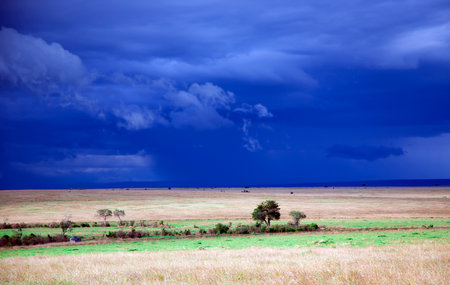 Stormy clouds with rain shower over the savannah in the wet season at Masai Mara, Kenya, Africaの写真素材