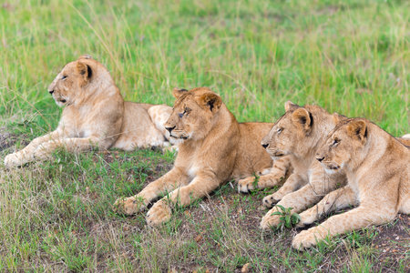 Four lovely young lion Panthera Leo, or Simba in Swahili cub resting on the grass in the savannah in the Tarangire National park, Tanzania.の写真素材