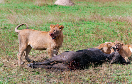Pride of African Lions (Panthera Leo) killed a young buffalo on hunting in Masai Mara national reserve, Kenya. Africaの写真素材