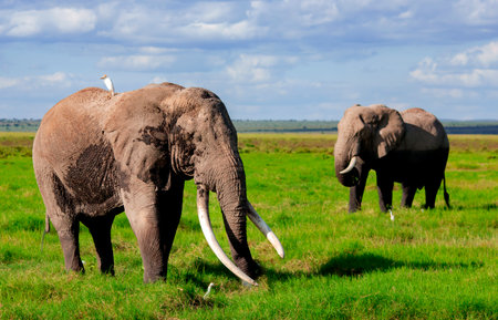 Big African bush elephants (Loxodonta africana) with a white heron on its back grazing in the savannah in Tarangire National Park, Tanzania.の写真素材