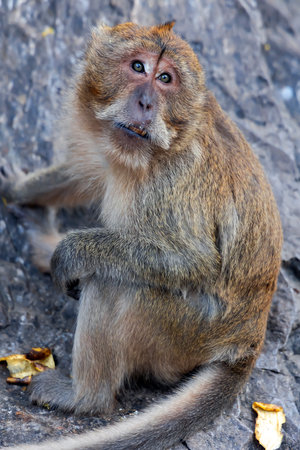 Barbary macaque sitting on the rockの写真素材