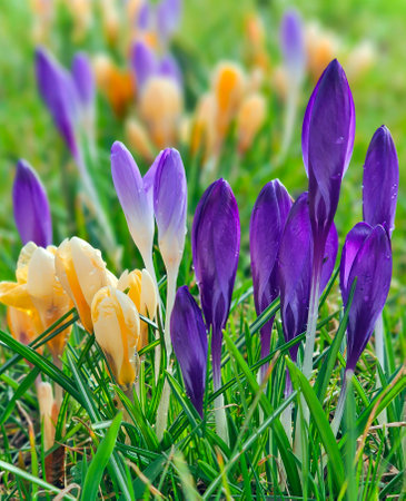 Yellow and violet crocuses or Crocus chrysanthus blooming in early spring in Riga city park. Spring landscape. Beauty in nature.の写真素材
