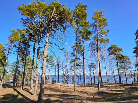High pine forest near the Kisezers lake in the Mezaparks district, quiet and forest area of Riga, capital of Latviaの写真素材