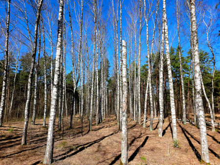 Beautiful birch trees with white birch bark in birch grove at bright spring day against the  clear blue sky in Mezaparks city forest park. Mezaparks - culture and recreation parkの写真素材