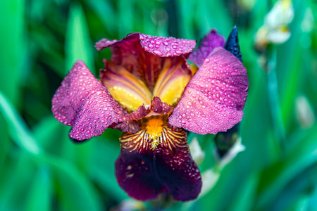Beautiful purple iris flower in dew drops after morning rain close up against a bright green backgroundの写真素材