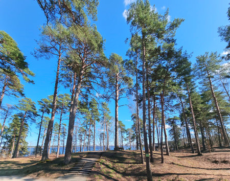 High pine forest near the Kisezers lake in the Mezaparks district, quiet and forest area of Riga, capital of Latviaの写真素材