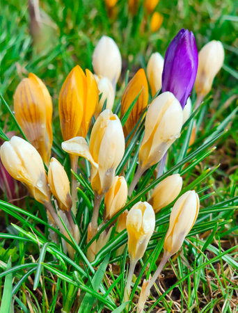 Yellow and violet crocuses or Crocus chrysanthus blooming in early spring in Riga city park. Spring landscape. Beauty in nature.の写真素材
