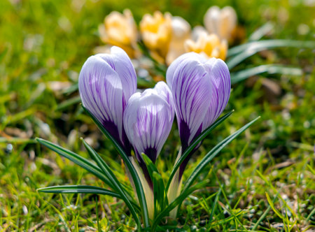 Yellow and violet crocuses or Crocus chrysanthus blooming in early spring in Riga city park. Spring landscape. Beauty in nature.の写真素材