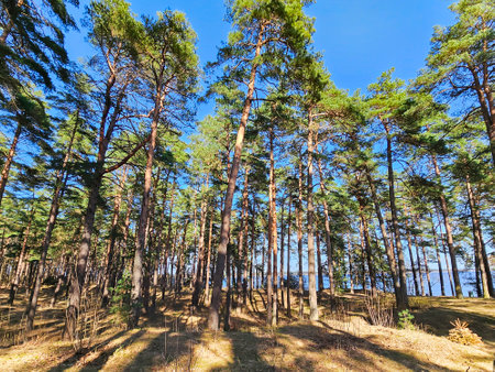 High pine forest near the Kisezers lake in the Mezaparks district, quiet and forest area of Riga, capital of Latviaの写真素材